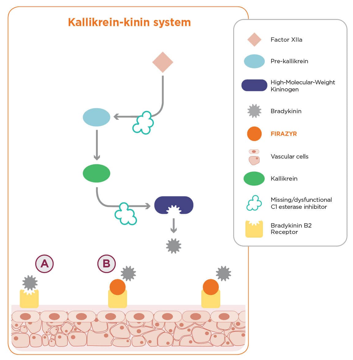 Kallikrein-kinin system showing how FIRAZYR® is a proven bradykinin B2-receptor antagonist used to treat HAE attacks.